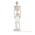 Human Skeleton Model (85cm)